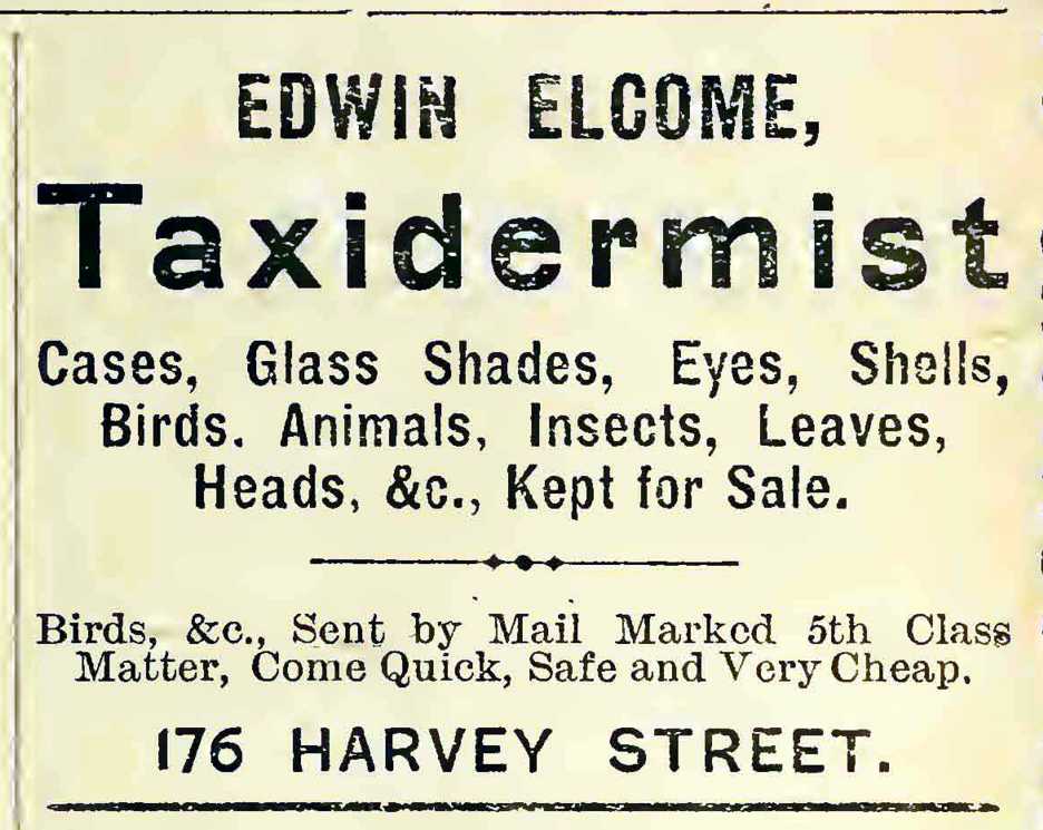Edwin Elcome Taxidermist 1881-1923